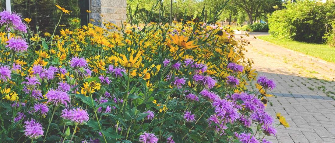 Native Manitoban flowers in a summer garden on campus.