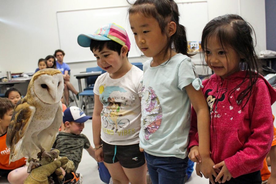 Three Mini U students being introduced to a live barn owl during an all about animals program.