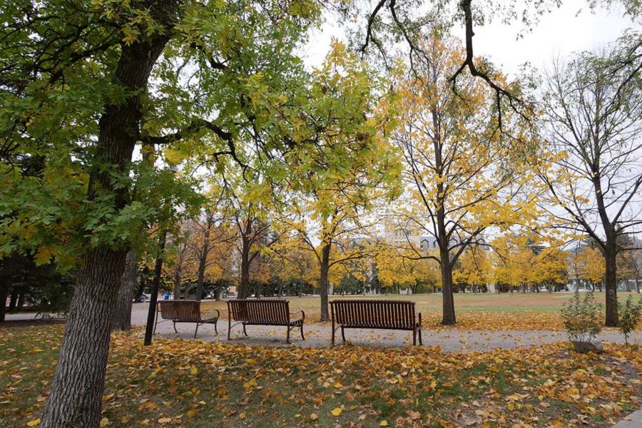 Benches at the University of Manitoba surrounded in leaves and trees.