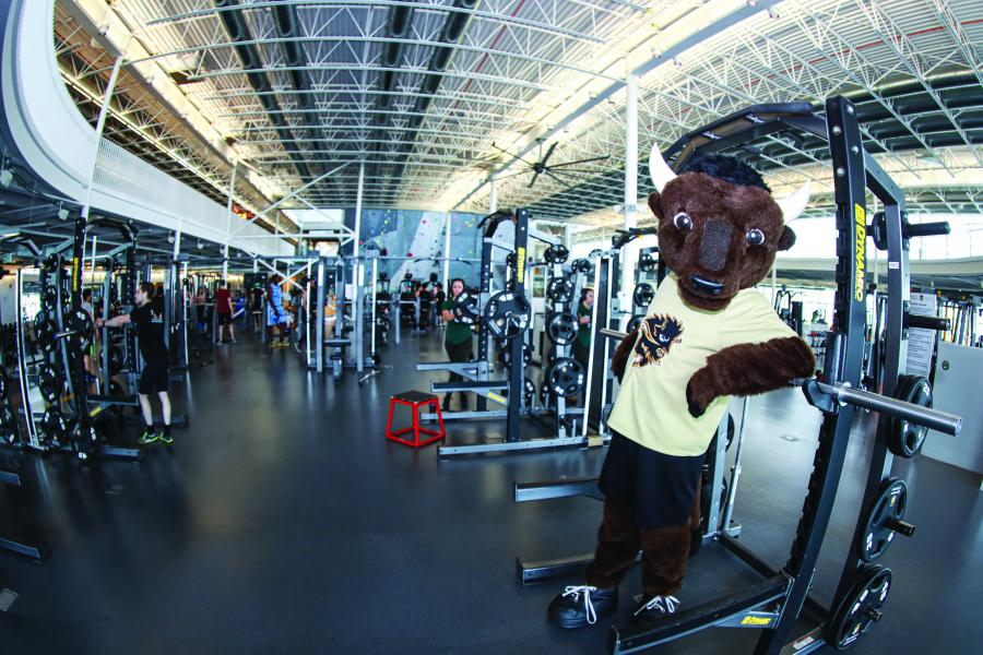An image of Billy the Bison in UM's Active Living Centre.