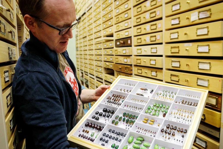 Jason Gibbs showing off a collection of beetles.