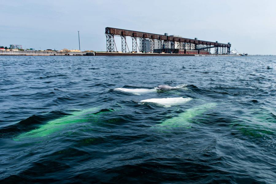 Beluga whales swim in the Churchill River estuary near Churchill's Port.