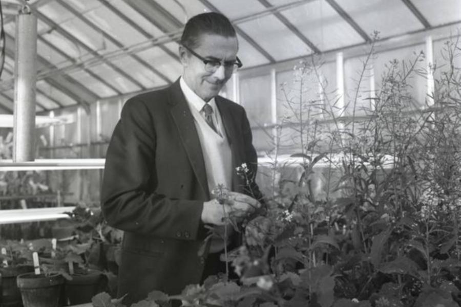 Baldur Stefansson standing in front of canola plant in a greenhouse.