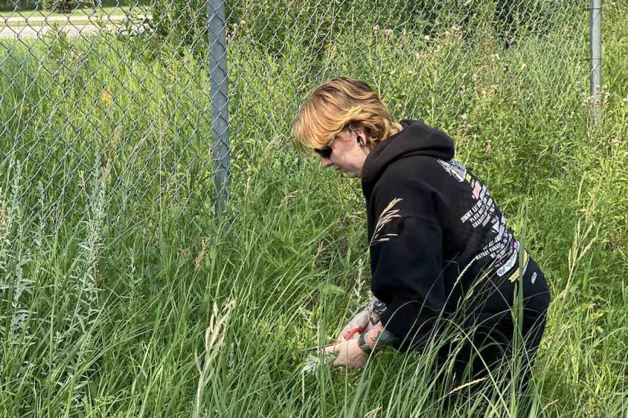 A person with orange hair wearing black clothes kneels in the grass as they harvest sage near a chainlink fence.