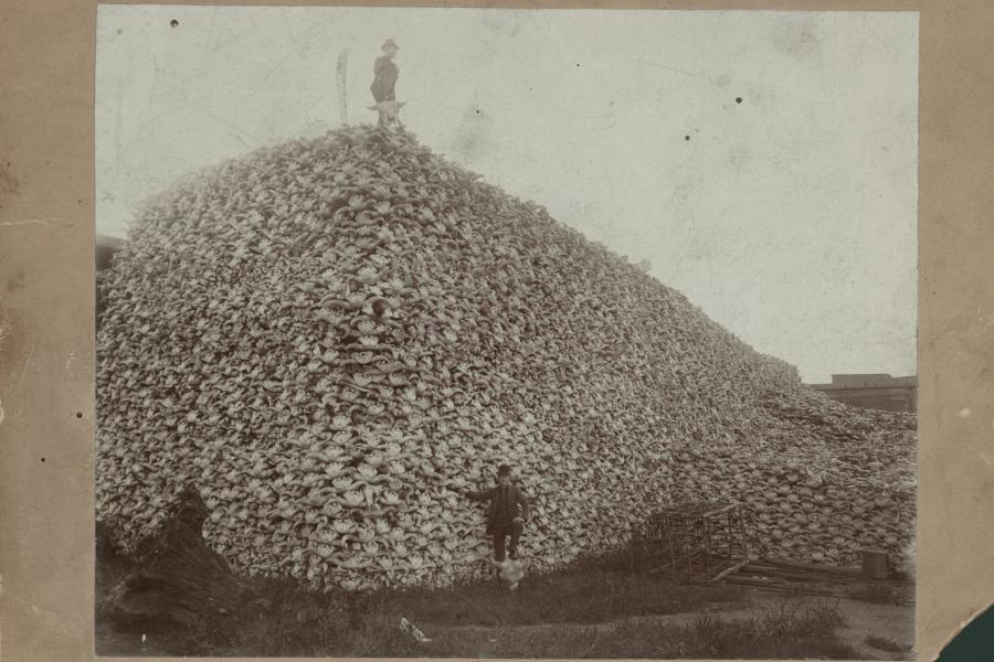 Men standing with pile of buffalo skulls, Michigan Carbon Works Source: Detroit Public Library, Burton Historical Collection, Resource ID: DPA4901