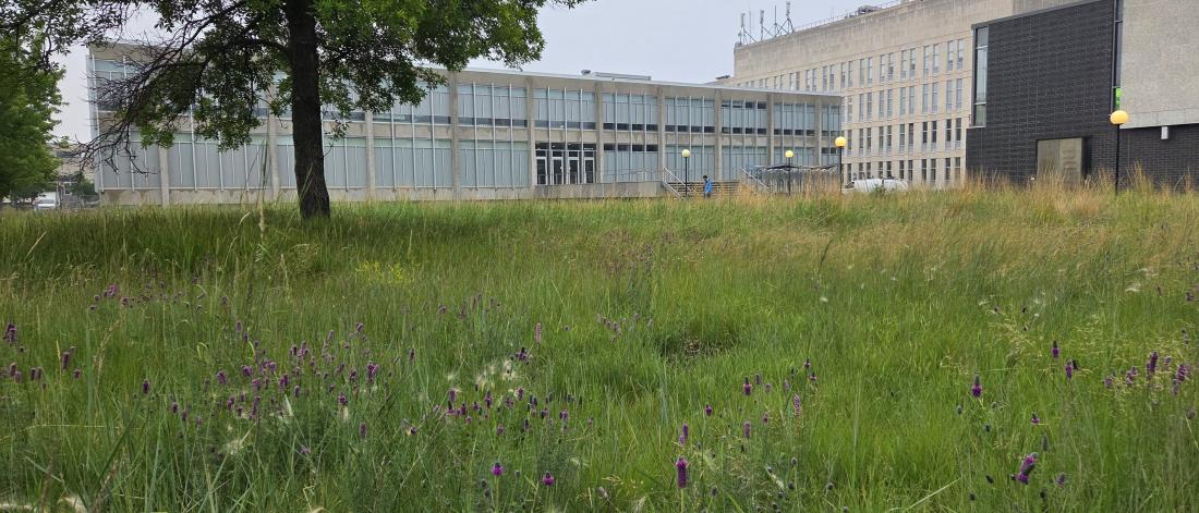 Native grasses and wildflowers in front of Russell Building