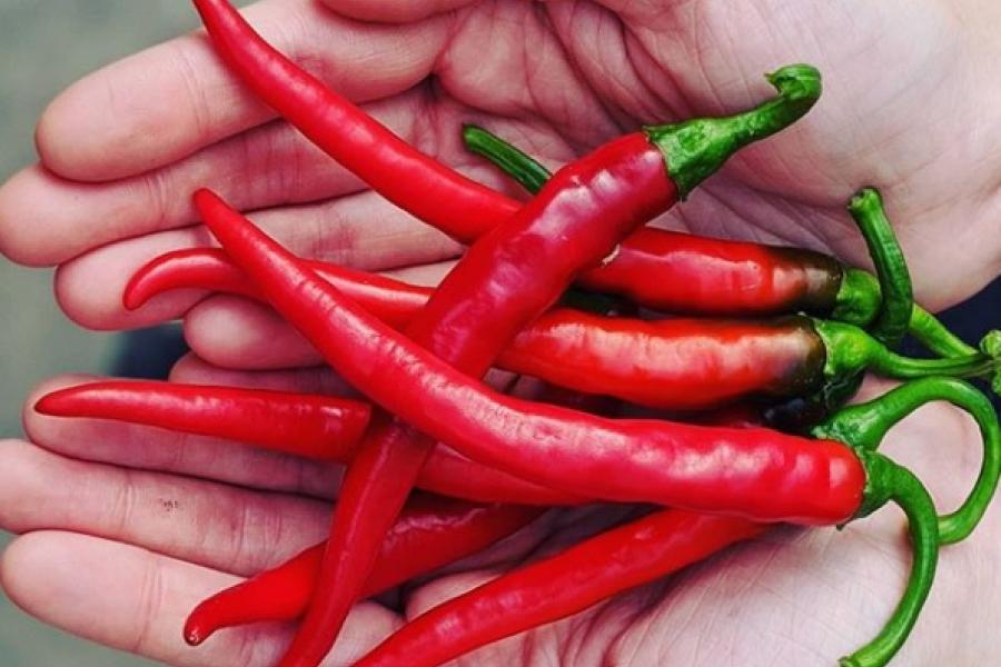 Hands holding a handful of red hot peppers
