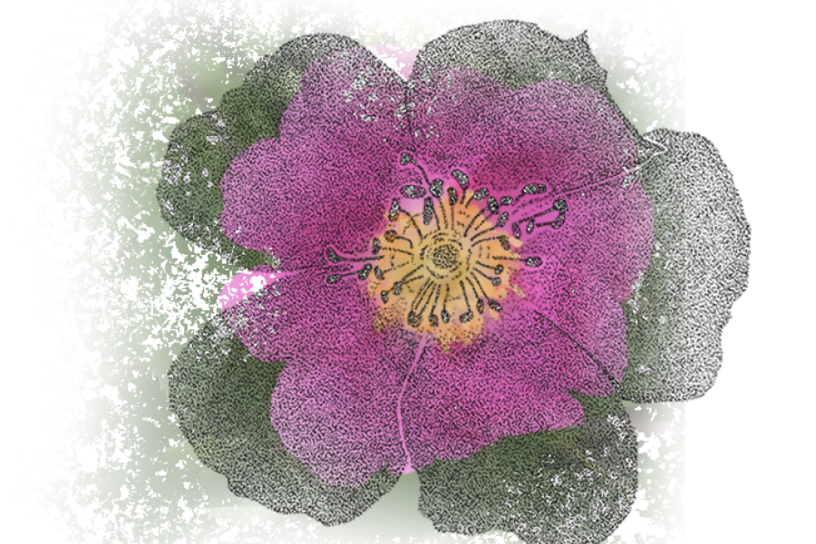 Watercolour image of a prickly rose flower. 