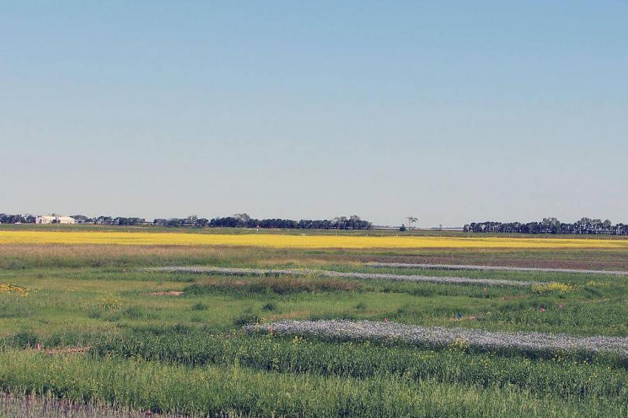 Glenlea long-term rotation study with purple flax and yellow canola flowering.