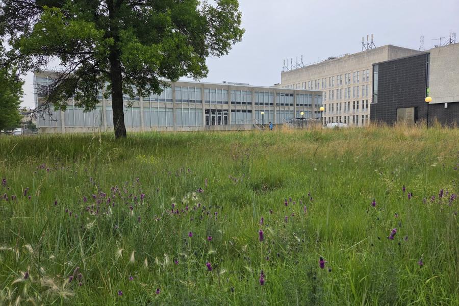 Native grasses and wildflowers in front of Russell Building