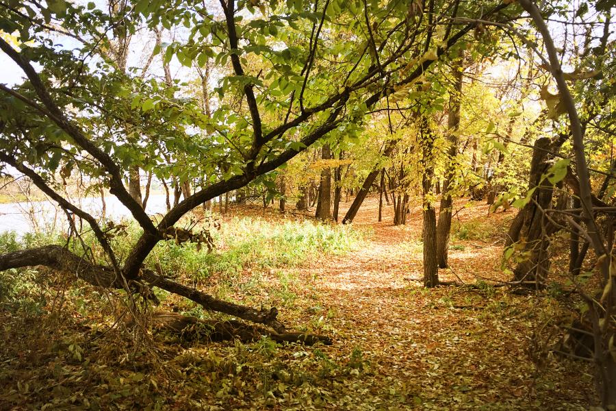 Trees and shrubs of the riparian forest